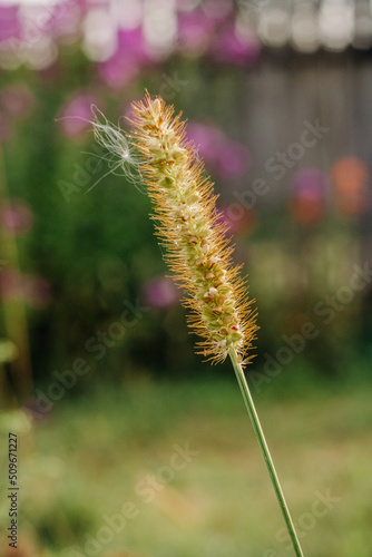 Grass stalk with ripe seeds in sunlight.