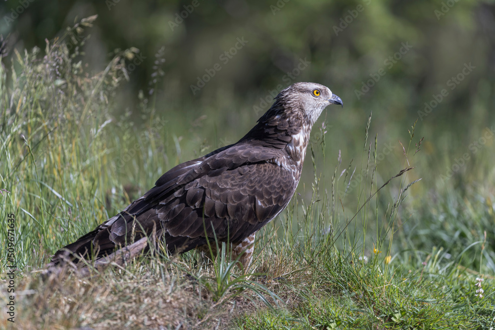 Honey Buzzard Pernis apivorus walking on ground Honey Buzzard Pernis apivorus walking on ground