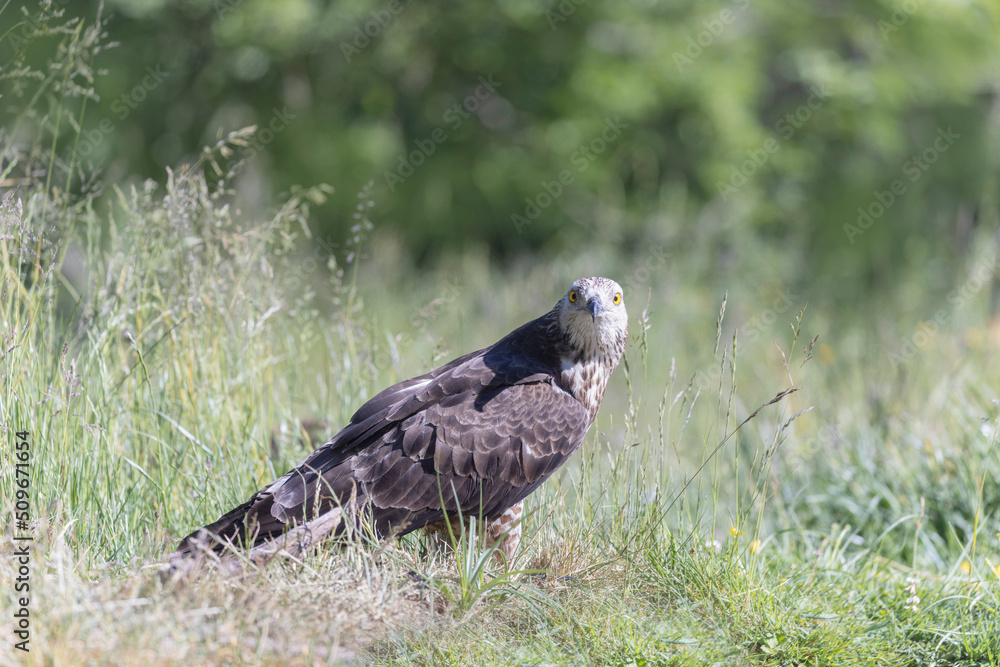 Fototapeta premium Honey Buzzard Pernis apivorus walking on ground