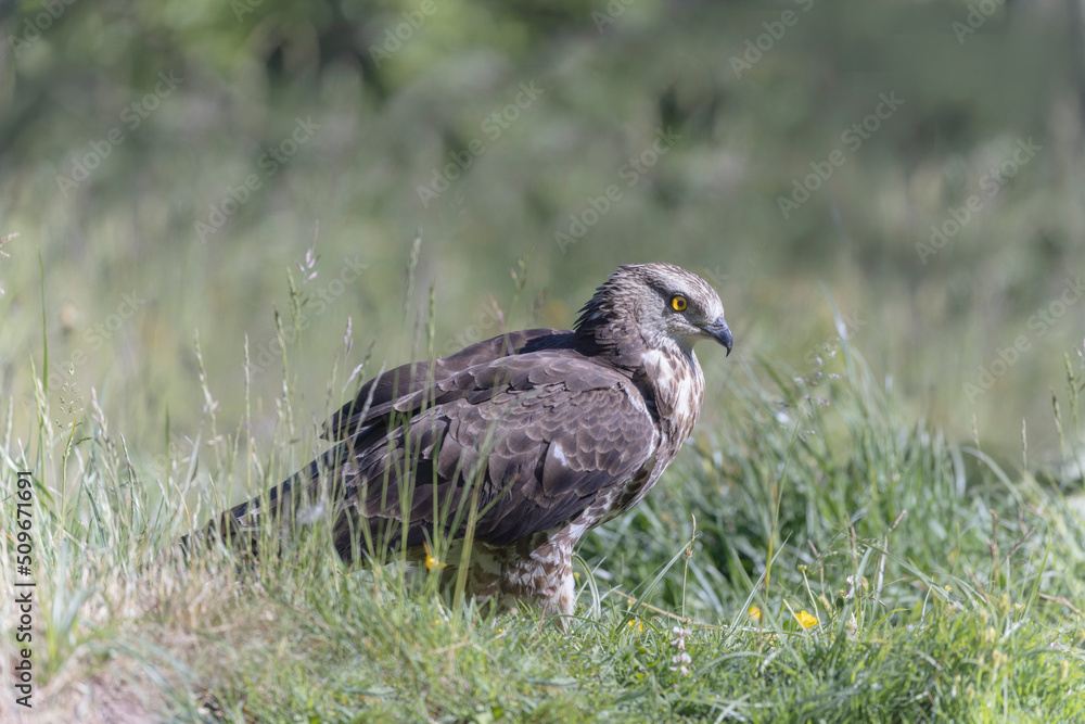 Fototapeta premium Honey Buzzard Pernis apivorus walking on ground