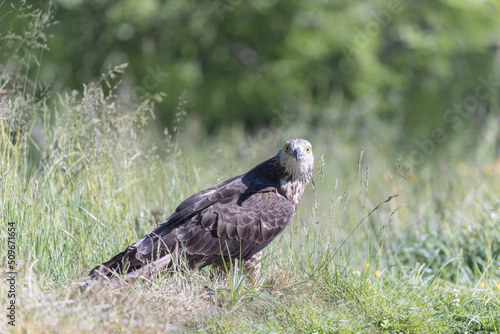 Honey Buzzard Pernis apivorus walking on ground photo