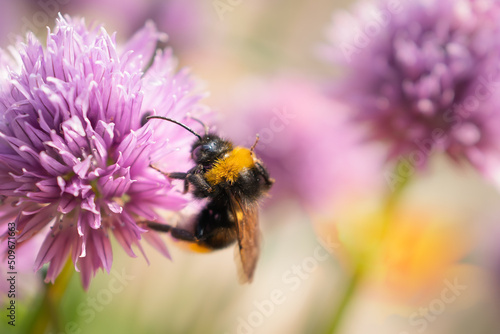 Bumblebee collecting nectar from a chive flower © Christine Bird