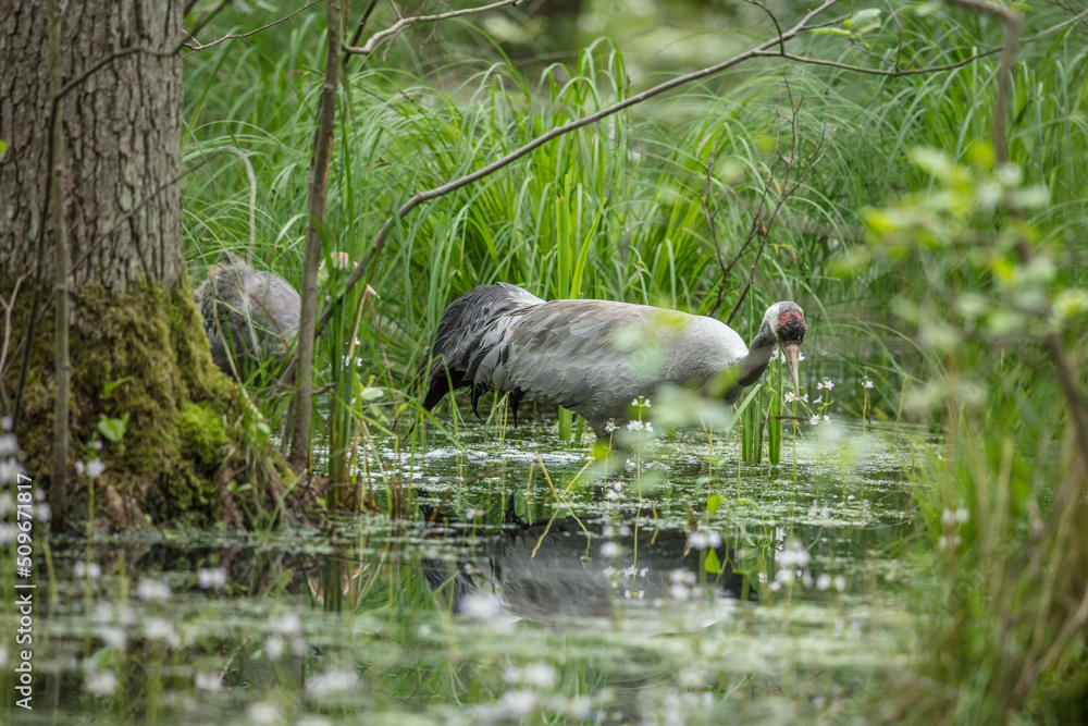 Obraz premium kranich