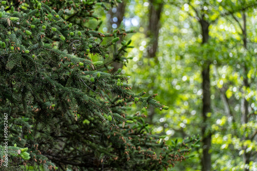 moss on the tree