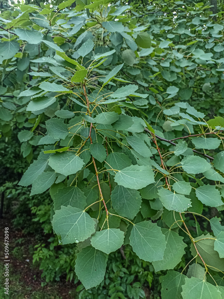 Fototapeta premium Green leaves of european aspen or cottonwood tree - Populus tremula