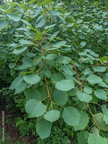 Green leaves of european aspen or cottonwood tree - Populus tremula photo
