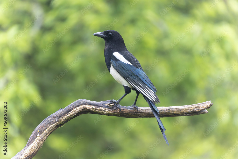 European Magpie Pica pica sitting on a dead branch European Magpie Pica pica sitting on a dead branch