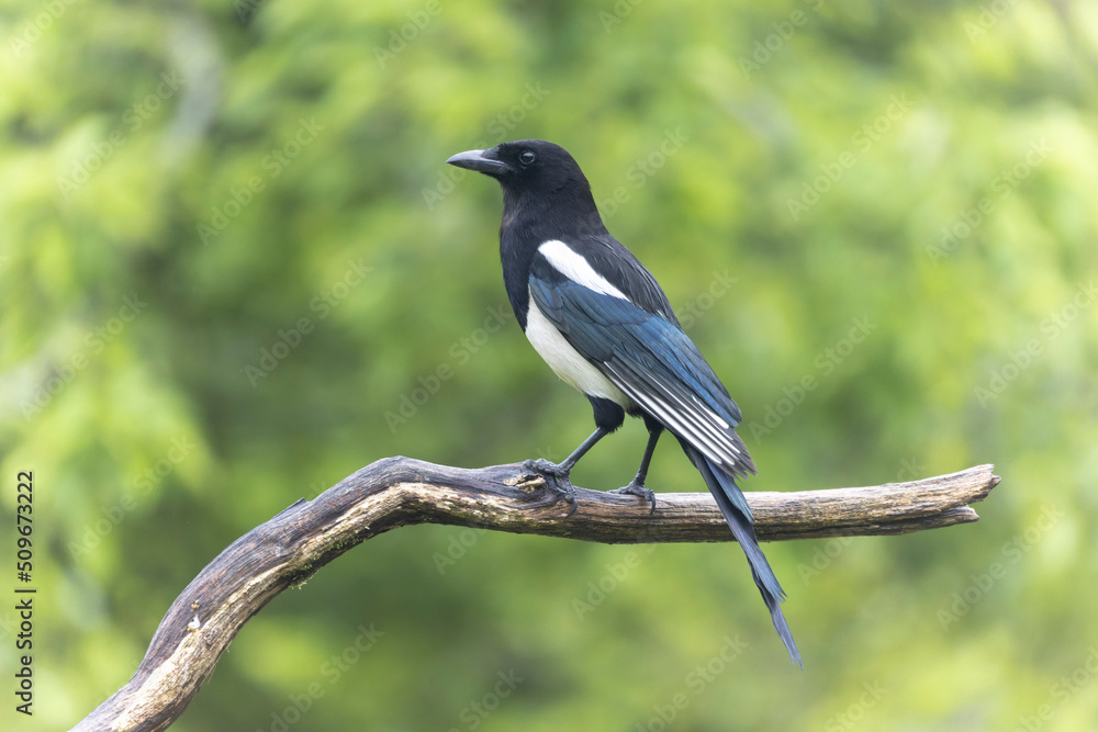 European Magpie Pica pica sitting on a dead branch European Magpie Pica pica sitting on a dead branch
