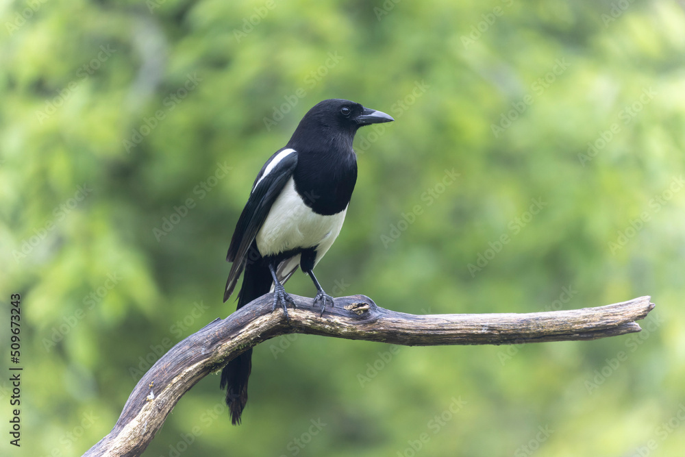 European Magpie Pica pica sitting on a dead branch European Magpie Pica pica sitting on a dead branch