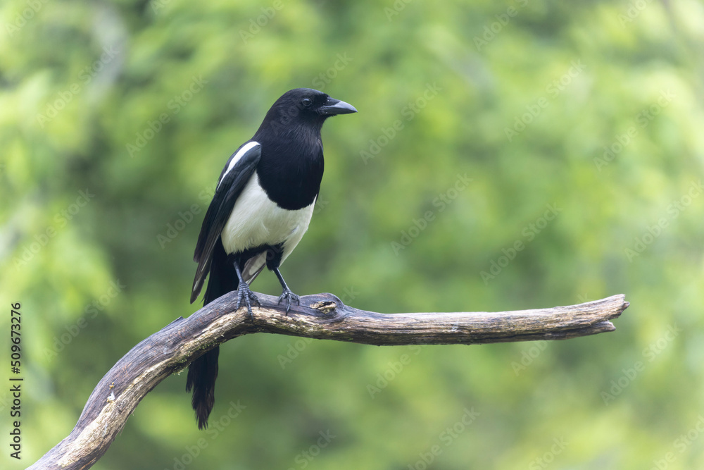 European Magpie Pica pica sitting on a dead branch European Magpie Pica pica sitting on a dead branch