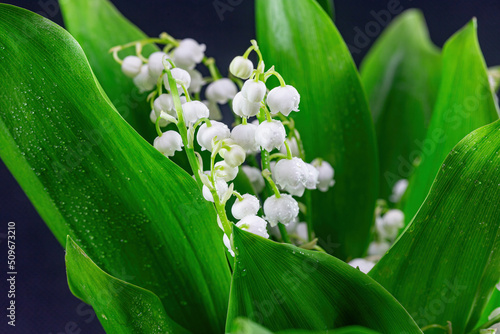 Bouquet of white lilies of the valley with raindrops