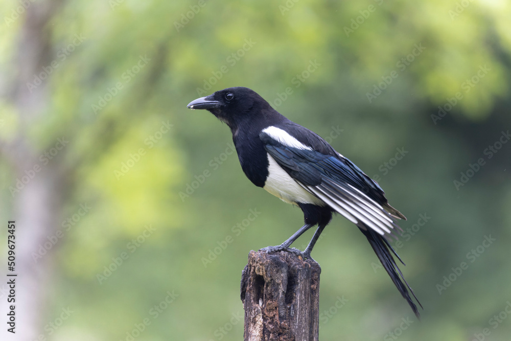 Obraz premium European Magpie Pica pica sitting on a dead branch
