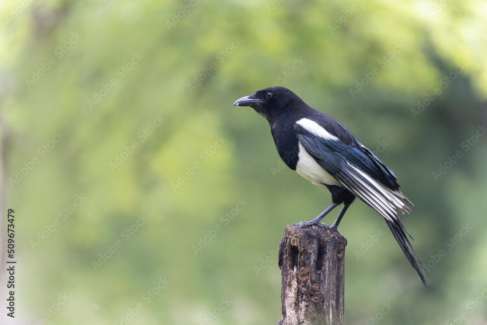 European Magpie Pica pica sitting on a dead branch European Magpie Pica pica sitting on a dead branch