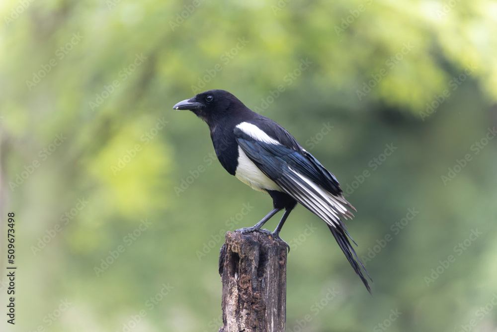 European Magpie Pica pica sitting on a dead branch European Magpie Pica pica sitting on a dead branch