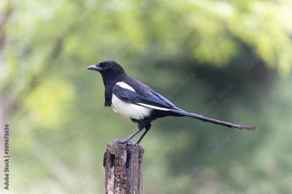 European Magpie Pica pica sitting on a dead branch European Magpie Pica pica sitting on a dead branch