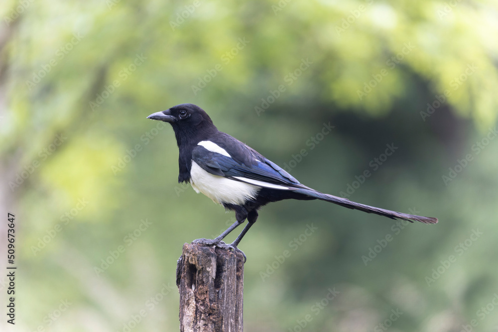 European Magpie Pica pica sitting on a dead branch European Magpie Pica pica sitting on a dead branch