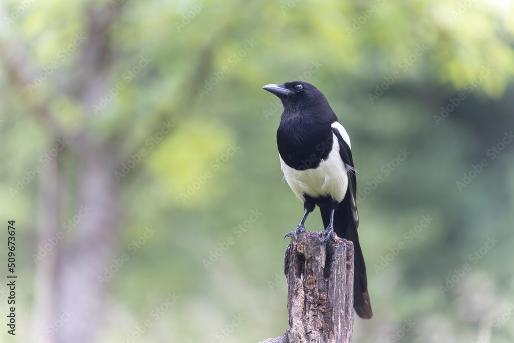 European Magpie Pica pica sitting on a dead branch European Magpie Pica pica sitting on a dead branch