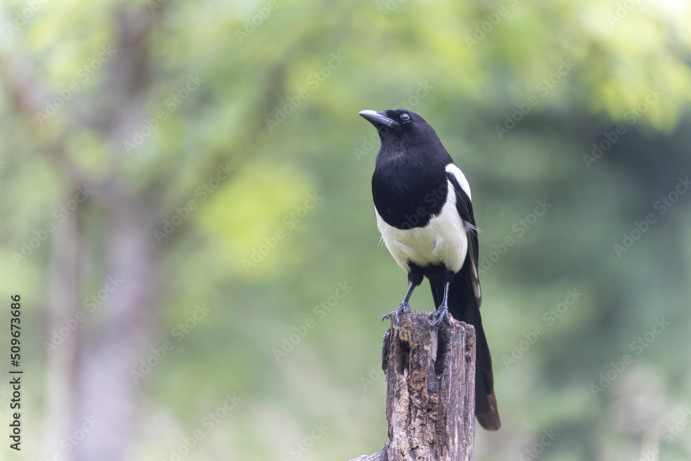 European Magpie Pica pica sitting on a dead branch European Magpie Pica pica sitting on a dead branch