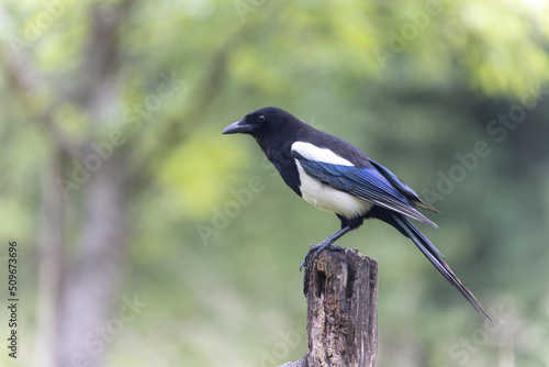 European Magpie Pica pica sitting on a dead branch