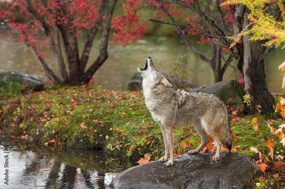 Obraz premium Coyote (Canis latrans) Stands on Rock Head Up Howling Autumn
