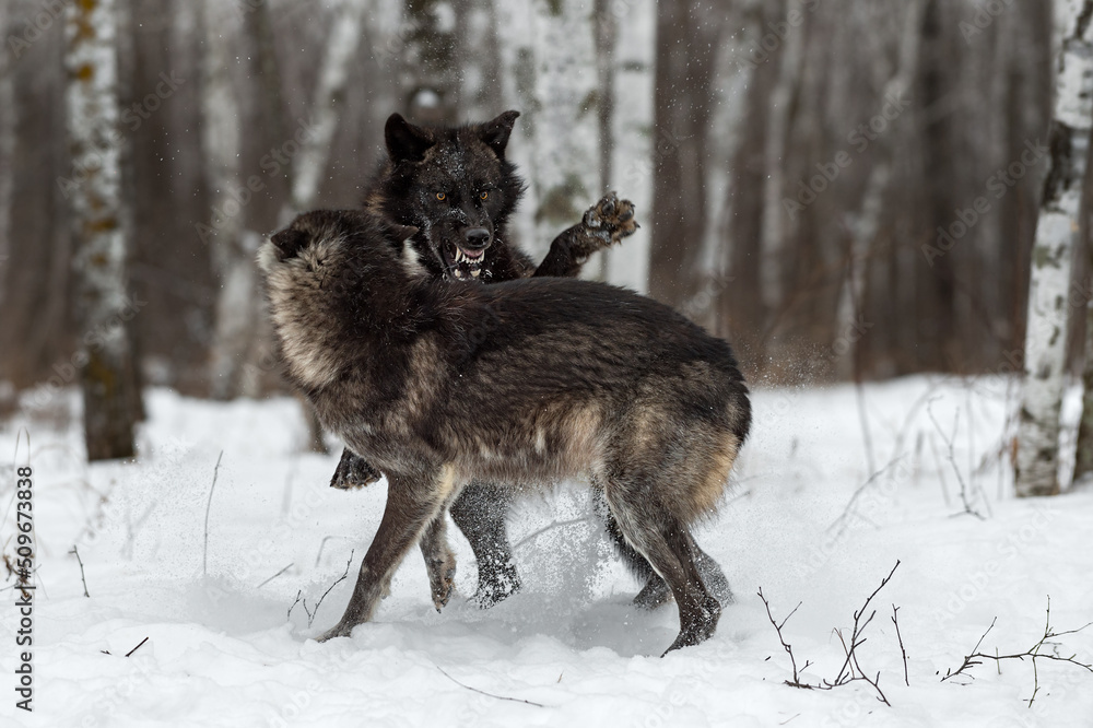 Black Phase Grey Wolf (Canis lupus) Jumps on Wolf Teeth Bared Winter Black Phase Grey Wolf (Canis lupus) Jumps on Wolf Teeth Bared Winter