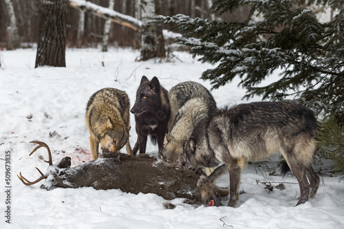 Grey Wolf (Canis lupus) Pack Together at White-Tail Deer Carcass Winter © hkuchera