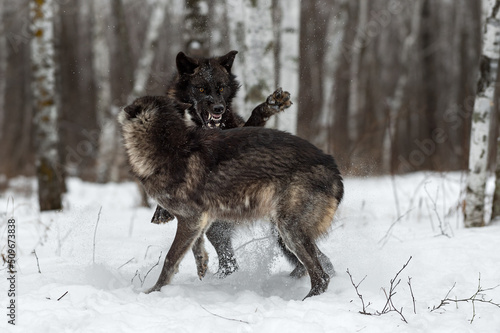 Black Phase Grey Wolf (Canis lupus) Jumps on Wolf Teeth Bared Winter © hkuchera
