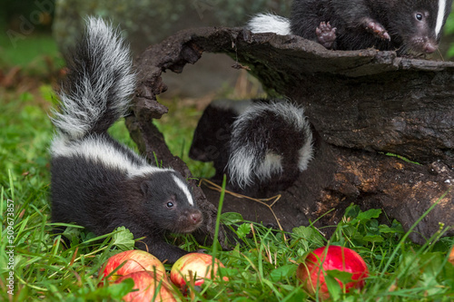 Striped Skunk (Mephitis mephitis) Kits Clamber About Log Summer