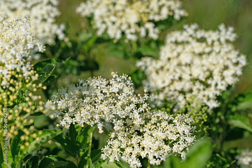 Blühender Holunder, Sambucus nigra, im Frühling Blühender Holunder, Sambucus nigra, im Frühling
