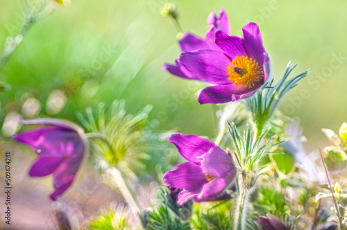 spring flowers in the meadow