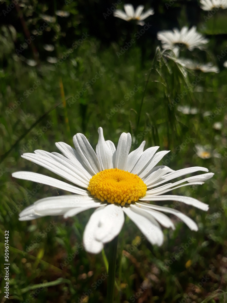 Obraz premium daisy flower