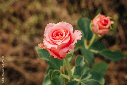 Bright pink flower in the green grass in the garden. Rose in the garden. 