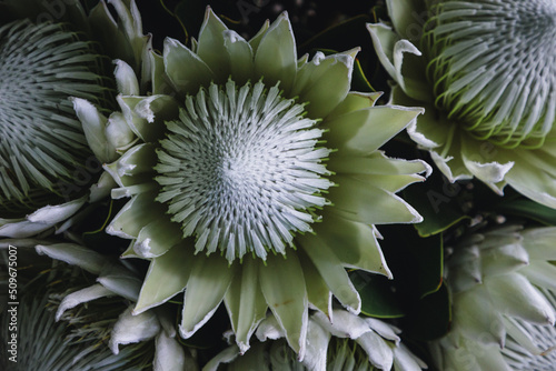 Close up of blooming Protea plant. Exotic and tropical Sugarbush flower. 