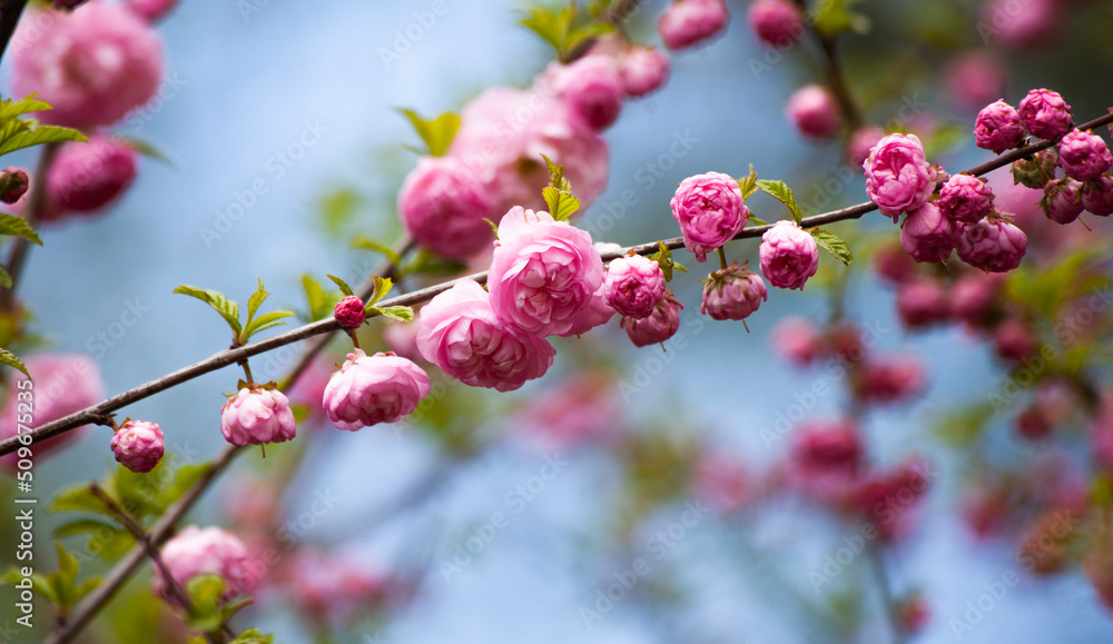 Branch of cherry blossoms against the blue sky Branch of cherry blossoms against the blue sky