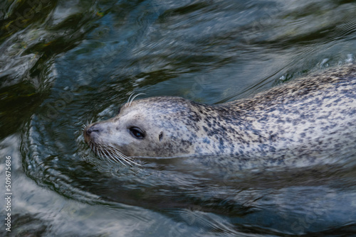 Seal in the water