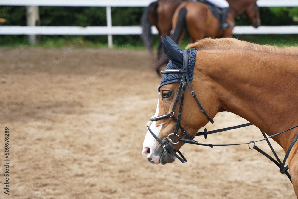 Fototapeta premium Horse's head in portraits from the front in close-up with rider, bridle and ear cap.