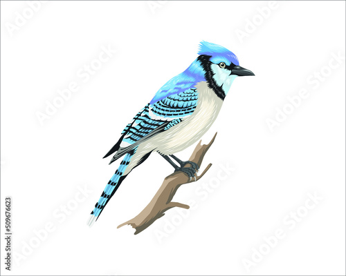 Murais de parede blue jay isolated on white