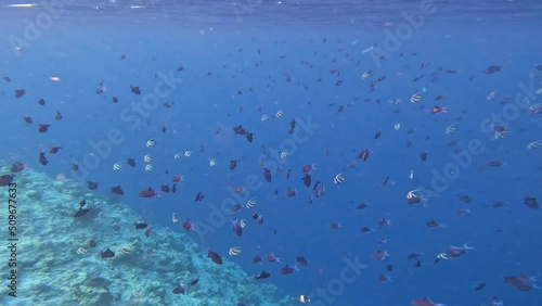 Shoal of Redtoothed Triggerfish and Pennant Coralfish in Indian Ocean. Underwater Life of Group of Aquatic Animals. photo
