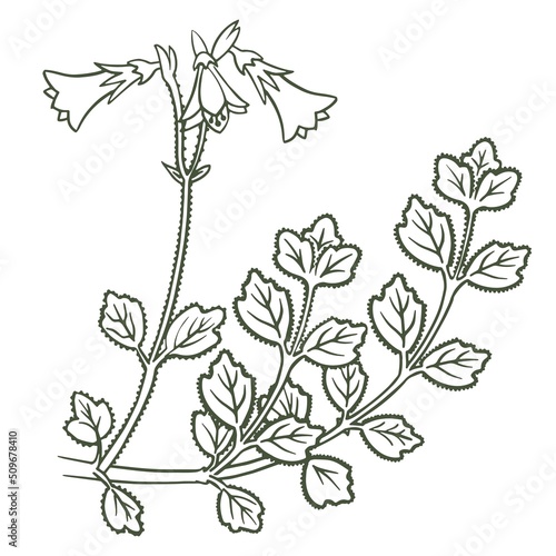 Decorative botanical element sketch hand drawn vector