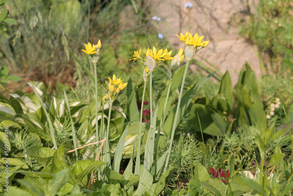 Flowering yellow garlic (Allium moly) plant in garden Flowering yellow garlic (Allium moly) plant in garden