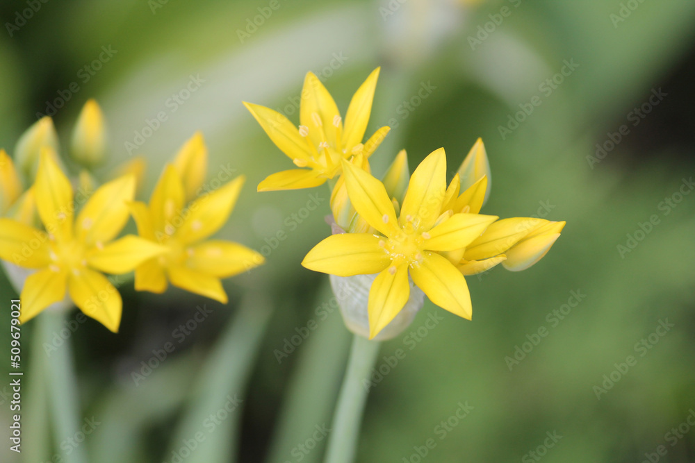 Yellow flowers of yellow garlic (Allium moly) close-up in garden Yellow flowers of yellow garlic (Allium moly) close-up in garden
