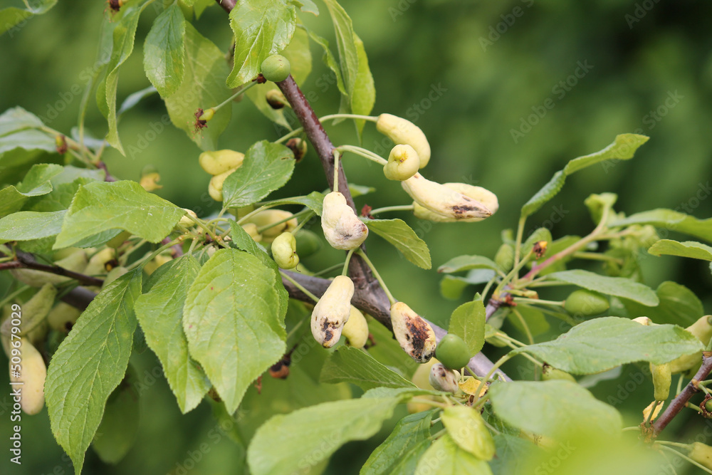 Pocket plum galls (Taphrina pruni) on branch of plum tree (Prunus domestica) close-up in garden Pocket plum galls (Taphrina pruni) on branch of plum tree (Prunus domestica) close-up in garden