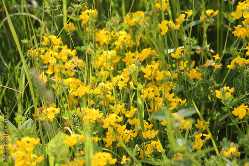 Yellow flowers of common bird s-foot trefoil  Lotus corniculatus  and green grass in summer meadow