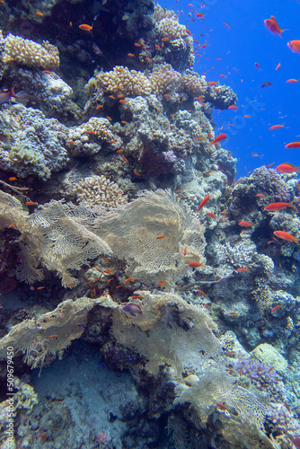 Fototapeta Naklejka Na Ścianę i Meble -  Colorful coral reef at the bottom of tropical sea, yellow gorgonian and fishes anthias, underwater landscape