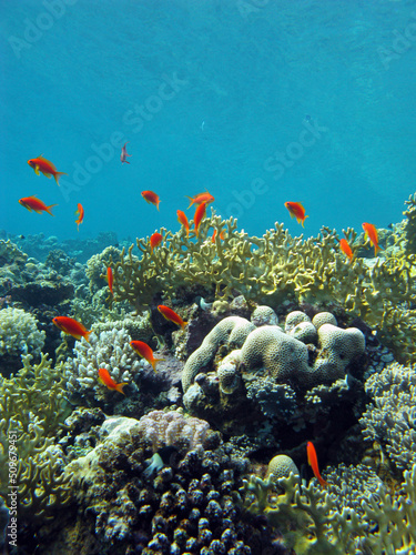 Colorful coral reef with exotic fishes anthias at the bottom of tropical sea, underwater landscape