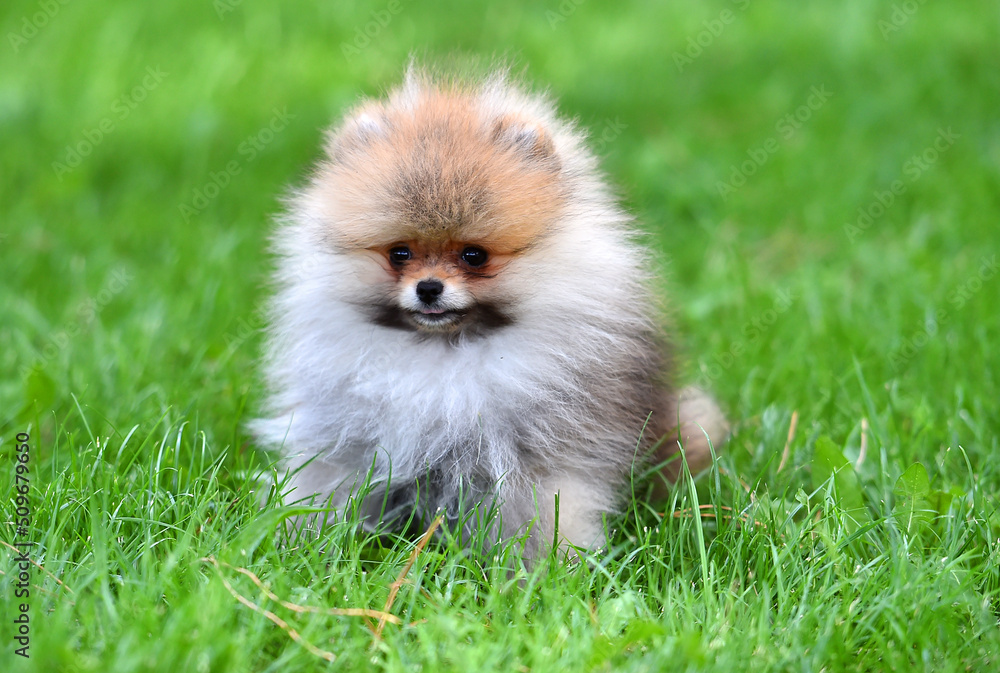 a puppy pomeranian dog