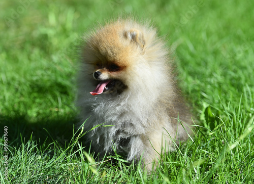 un bebe de perro pomerania en un parque  © alberto