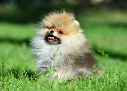 un bebe de perro pomerania en un parque 
