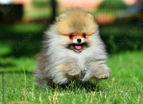 un bebe de perro pomerania en un parque  photo