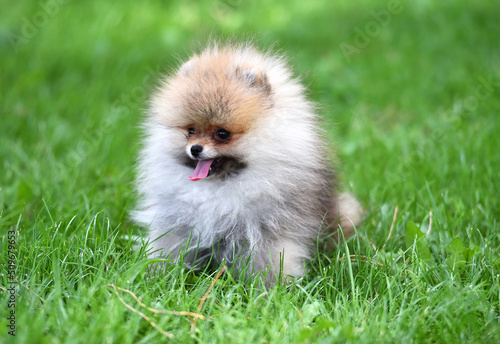 a puppy pomeranian dog